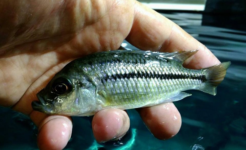 'Hemitaeniochromis' sp. 'spilopterus kande' Kande Island